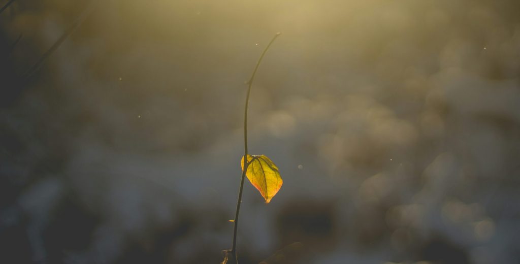 想過放棄學習紙牌占卜嗎？