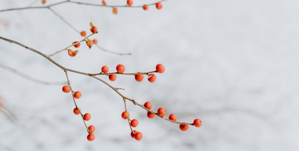 馬賽塔羅牌權杖三:卡住但有生命力